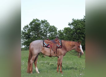 Quarter horse américain, Hongre, 11 Ans, 157 cm, Rouan Rouge, in MADILL ok,