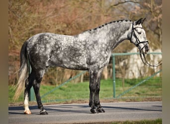 Ungarisches Sportpferd, Wallach, 5 Jahre, 152 cm, Falbe, in Nagyszénás,