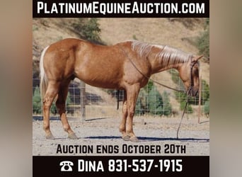 American Quarter Horse, Wałach, 12 lat, 152 cm, Izabelowata, in Paicines CA
