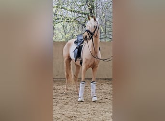 German Riding Pony, Mare, 5 years, 14.1 hh, in Ruppichteroth,