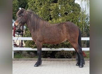 Islandpferd, Wallach, 8 Jahre, 144 cm, Brauner, in Lochen am See