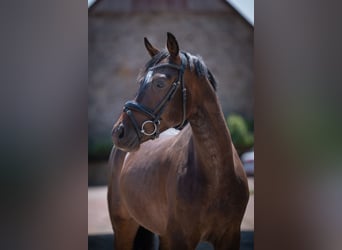 Hanovrien, Hongre, 4 Ans, 164 cm, Bai brun, in Bramsche