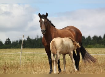 PRE Mix, Stute, 8 Jahre, 166 cm, Pearl, in Kirn