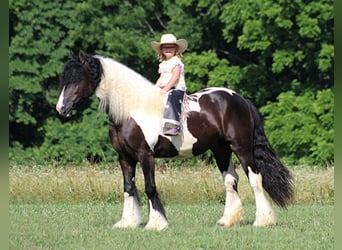 Gypsy Horse, Gelding, 6 years, 15 hh, Tobiano-all-colors, in Mount Vernon Ky,