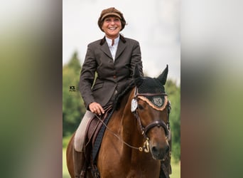 Einführung in die Grundlagen der Working Equitation - mobiles Trailtraining - Mobiler Reitunterricht