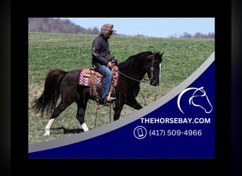 Tennessee walking horse, Hongre, 10 Ans, 147 cm, Noir, in Parkers Lake, KY,