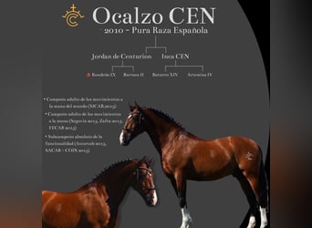 OCALZO CEN, PRE, Stallion, Bay, in HEUVELLAND,