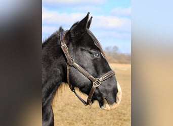 Quarter horse américain, Hongre, 10 Ans, 147 cm, Noir, in Highland Mi,