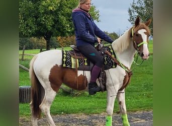 Pintos, Merrie, 5 Jaar, 153 cm, Gevlekt-paard, in Linkenbach,