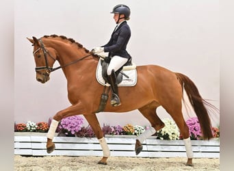 Oldenburg, Mare, 5 years, 16,3 hh, Chestnut-Red, in Vechta