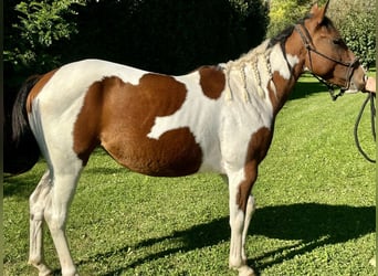 Paint Horse, Giumenta, 3 Anni, 143 cm, Pezzato, in Boccaleone