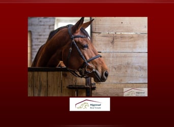 Exklusive Reitanlage mit umfangreicher Ausstattung nähe Düsseldorf NRW