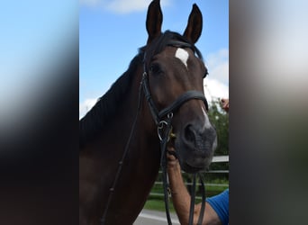 Schweizer Warmblut, Stute, 14 Jahre, 178 cm, Brauner, in Hohentannen,