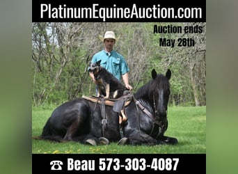 Friesian horses, Gelding, 6 years, 16.2 hh, Black, in Sweet Springs MO,