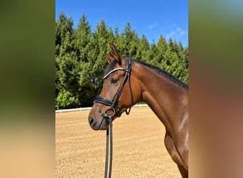 Mare 3 years