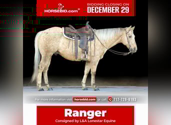 American Quarter Horse, Wallach, 12 Jahre, 152 cm, Palomino, in Needmore