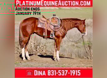 American Quarter Horse, Gelding, 5 years, 15 hh, Chestnut, in Paicines CA
