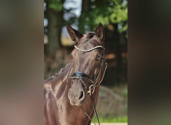 Caballo alemán, Yegua, 10 años, 170 cm, Negro, in Werne