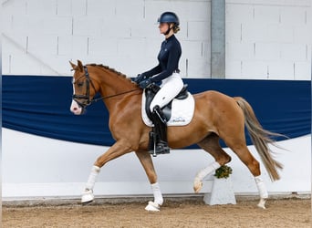 Pony tedesco, Castrone, 5 Anni, 153 cm, Sauro, in Marsberg