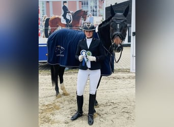 Deutsches Reitpferd, Wallach, 5 Jahre, 170 cm, Dunkelbrauner, in Werne