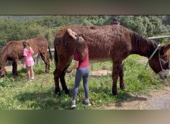 Donkey, Mare, 8 years, 14.2 hh, Black, in BERGA, BARCELONA,