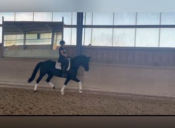 Cheval de sport allemand, Jument, 7 Ans, 162 cm, Noir, in Rosenheim