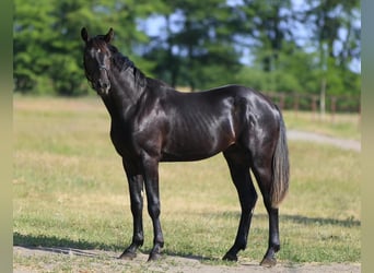 Oldenburger, Hengst, 3 Jahre, , in Stud