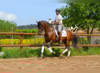 PRE Mix, Stallion, 4 years, 16 hh, Brown, in Monells,