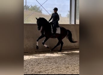 Austrian Warmblood, Gelding, 4 years, 16.2 hh, Black, in Breitensch&#xFC;tzing,
