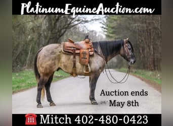 Quarter horse américain, Hongre, 9 Ans, 147 cm, Grullo, in Lincoln NE,
