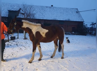 Koń trakeński, Ogier, 3 lat, Srokata, in Oetzen,
