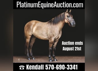Quarter horse américain, Hongre, 7 Ans, Buckskin, in Dallas PA,
