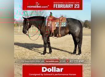 American Quarter Horse, Wallach, 11 Jahre, 152 cm, Roan-Blue, in Purdy