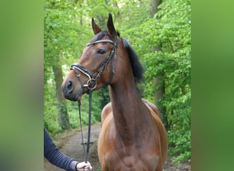 Irish Sport Horse, Mare, 4 years, 15.2 hh, Brown, in Nettetal,