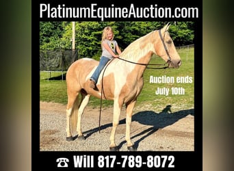 Tennessee Walking Horse, Valack, 9 år, Tobiano-skäck-alla-färger, in West Liberty KY,