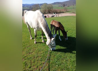 Mare 13 years