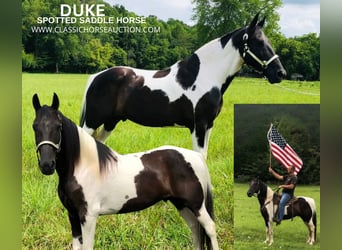 Spotted Saddle-häst, Valack, 13 år, 152 cm, Tobiano-skäck-alla-färger, in Rockholds, KY,