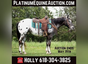 American Quarter Horse, Ruin, 14 Jaar, 152 cm, Donkere-vos, in Greenville TX,