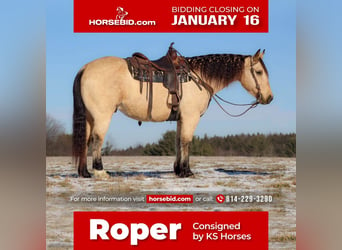 Quarter horse américain Croisé, Hongre, 13 Ans, Buckskin, in Clarion, PA,