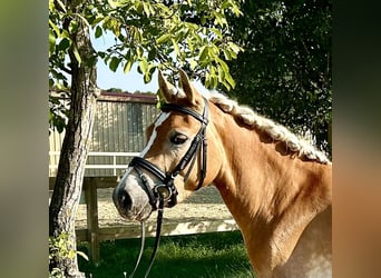 Edelbluthaflinger, Merrie, 3 Jaar, 140 cm, in Gundernhausen (Roßdorf),