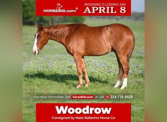 Quarter horse américain, Hongre, 3 Ans, 145 cm, Alezan cuivré, in Waco,