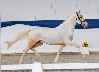 Pony tedesco, Stallone, 3 Anni, 146 cm, Palomino, in Marsberg