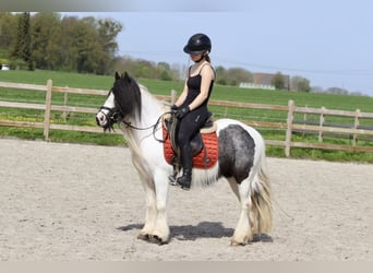 Gypsy Horse, Mare, 11 years, 12.1 hh, Pinto, in Bogaarden,