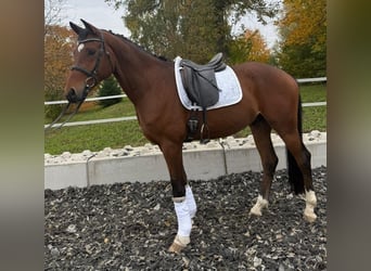 German Sport Horse, Gelding, 4 years, 16,1 hh, Brown, in Kornberg