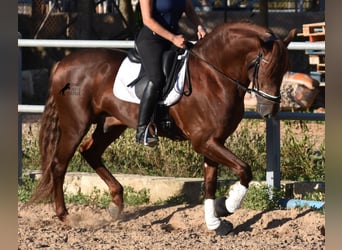 Andalusian, Gelding, 6 years, 15.2 hh, Chestnut-Red, in Mallorca,