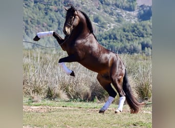 PRE, Stallion, 4 years, 16 hh, Buckskin, in Alhaurin de Grande,