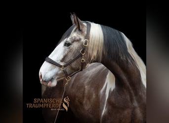 PRE Mix, Gelding, 4 years, 16,1 hh, Pinto, in Traventhal,