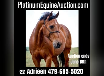 Quarter horse américain, Hongre, 12 Ans, 152 cm, Bai cerise, in Canton TX,