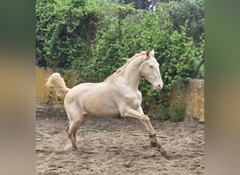 DIAMANTE