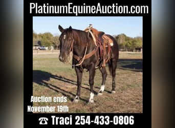Quarter horse américain, Hongre, 5 Ans, 150 cm, Rouan Bleu, in Weatherford TX,